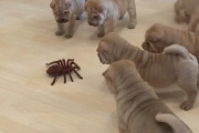 シャーペイの子犬が蜘蛛ロボと戦うためにチームを結成！みんな興味津々だけど最後には…！