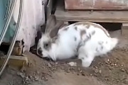 手助けなら僕におまかせー！納屋に閉じ込められた友達を穴を掘って助け出す賢いウサギくん！！