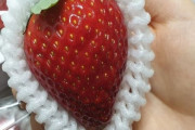 韓国人「日本のイチゴは不味かったけど‥」栃木県の県立農業大学に「イチゴ学科」を開設に！→「イチゴは韓国に逆転されたのに‥」　韓国の反応