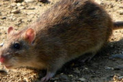 【悲報】韓国人「日本のネズミが島全体の生態系を破壊してしまう‥」→「日本は、昔も迷惑国だったんですね」