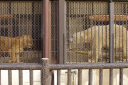 外国人、日本の動物園事情にドン引き「狭すぎるしショックだ」