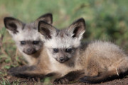コウモリみたいな耳をした「オオミミギツネ」の赤ちゃんが、犬のように芸を覚える
