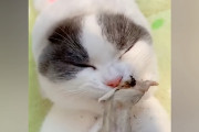 見ているだけでお腹が空くほど美味しそうに煮干しにかぶり付くマンチカンの動画
