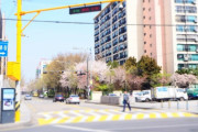 韓国人「日本が全世界に桜を広めてくれたことに感謝したい」→「同感」「桜は韓国から日本に渡ったものだと聞いたけど・・・」