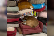【海外】「眠そうな野良子犬がペット用品店に侵入！見つけた一番居心地の良いベッドとは？」