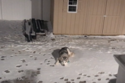 どうしてもまだ庭で遊んでいたいハスキー vs 飼い主 海外の反応