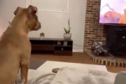 ライオンキングの感動シーンに引き込まれ、とても感情豊かな反応を見せる子犬の様子