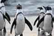 海外「こんなことあるの！？」 日本の水族館、物価高でいつもの餌が食えないペンギンに異変