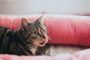 【海外】「猫のよだれは危険信号？対処すべきサインとは」