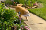 【海外】「視覚障害を持つ犬が家族のために新聞を運ぶ感動のストーリー💛🥹」