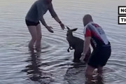 冷たい湖に落ちて動けなくなっていたカンガルーを通りすがりの男性たちが救出！