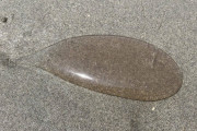 「日本の浜で見つけたゼリー状の物体は何なんだ？」外国人が詳細を知りたがった日本のモノ特集