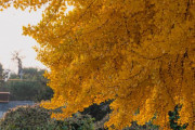 韓国人「樹齢800年のイチョウを見てきた」