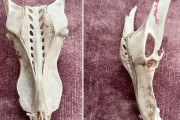 えっ？ドラゴンの頭蓋骨！？イギリスの砂浜で発見された骨片の正体は？