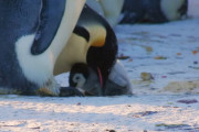 「パパ、助けて～！」「うちの子になりなさい！」皇帝ペンギンの赤ちゃんがママ以外のメスたちに狙われ危機一髪！