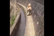 柴犬がこっちに走ってくるだけの動画が海外で大ウケ→「もはや感動すら覚える」「日本が新しい新幹線をお披露目」