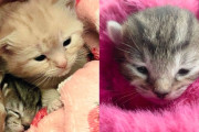 【海外】「家猫になった野良猫が子猫を出産、さらに保護した子猫も加わる感動の瞬間」