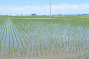 タイが「日本の田んぼのアレ」をガッツリ真似してしまう！【タイ人の反応】