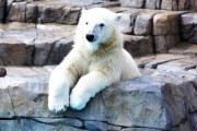 【驚愕】コンビニにクマ来店！おかげで商売が成り立ちません… 海外の反応
