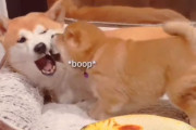 早くも反抗期？？柴犬の子犬が母犬の顔にカプリと噛みついて困らせる様子