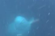 海外「賢いな！」うっかり落としてしまった携帯を持ち主に返すイルカが海外で話題に　海外の反応