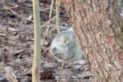 【海外】森の中で「石」と思いきや…呼吸する灰色の生き物に出会った野生動物写真家の衝撃体験！