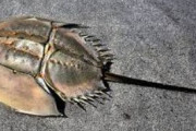 海外「日本では広く知られているけど、他国ではあまり知られていない動物と言えば何？」