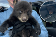 【海外】「ニュージャージー州の警官が救出した！高速道路脇の小さなクマの赤ちゃん」