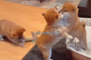 かわいい子犬たちの本気を見た！オモチャをめぐって戦闘モード全開な柴犬の子犬3兄弟