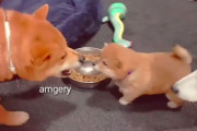 小さい子犬がこわい...我が子を威嚇するお父さん柴犬。そしてお父さん柴犬を睨み付けるお母さん柴犬