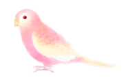 日本のアキクサインコがすっごい桃でビックリ！キレイで可愛い！【タイ人の反応】