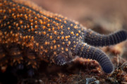 【海外】ニュージーランドの虫・今年の虫王は「生きた化石」、獲物をスープにしちゃうってよ！
