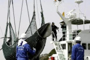 中国人「日本が31年ぶりに商業捕鯨を再開するぞ！」
