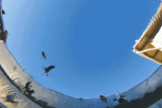 海外「ディズニー映画の世界みたい！」  水を張ったバケツを砂漠に放置したら・・・映像が海外で反響！　海外の反応