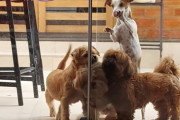 ガラスのドアを突破せよ！4匹で力を合わせる小さなワンちゃん達が可愛すぎる！