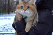緑色の瞳キラキラ！スコティッシュストレートの「ホシコ」くんに釘付け