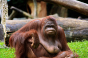 オランウータンが野生動物として初めて薬草で傷を治療する様子が観察された