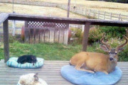 外国人「俺達が思わず和んでしまった動物写真を見せて行く！」