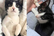 【海外】ストリートから救われた子猫が、全てを手に入れた奇跡の物語！