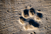 動物病院の歩道に犬たちの足跡をプリントするアイデア、大喜びで歩き回る犬たち
