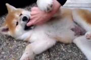 海外「フカフカすぎて死ぬ」秋田犬の子犬たちが可愛すぎると話題に（海外の反応）
