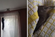 猫の反応は、いかに？お家に入って来た鳥を捕まえて逃がしてあげるまで
