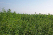 外国人「日本の北海道では大麻が普通に自生しているらしい…」