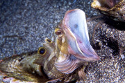 【海外】深海の恐怖！海で潜む最も恐ろしい10種類の海の生物とは？