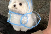外国人「健全すぎて俺達が和んでしまった画像を見せていく！」