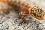 ヤモリを生で食べた男性が壮絶な死を遂げる！ うわあああああああああ
