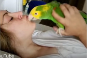 3度も捨てられ保護されてきたインコが一緒に年を重ねていけるパートナーを得た。幸せになったインコの日常
