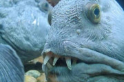 外国人が選んだ奇妙すぎる生き物リスト　どれもポケモンみたいだと話題Part2
