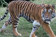 森林警備員が語る「動物園から逃げ出した虎に遭遇したときのアドバイス」
