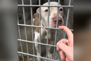 【海外】「泣いているシェルター犬の声にボランティアが心を奪われた理由とは？」